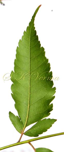  Leaflet (Basal)
